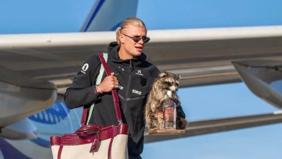 El whisky-mapache de Haaland causa furor - Diario AS